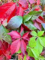 Background, texture of autumn bright colorful leaves of Parthenocissus photo