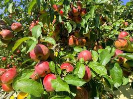 maduros dulces frutos jugosos de manzanos. foto