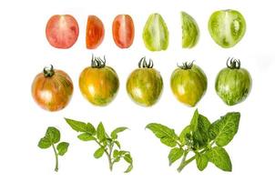 Green and ripe tomatoes with striped skin color photo