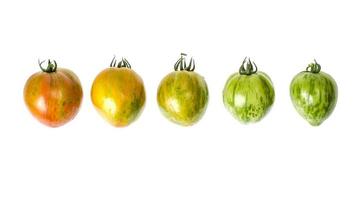 Green and ripe tomatoes with striped skin color photo