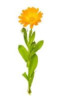 Orange single calendula flower with green leaves, isolated on white background photo