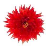 flor de dalia de lujo rojo aislado sobre fondo blanco. foto de estudio