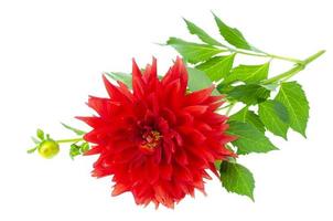 Red luxury dahlia flower isolated on white background. Studio Photo