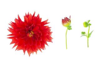flor de dalia de lujo rojo aislado sobre fondo blanco. foto de estudio