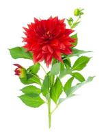 Red luxury dahlia flower isolated on white background. Studio Photo