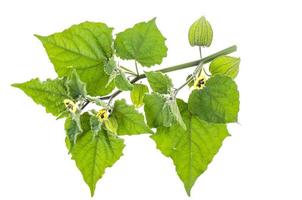 Physalis branch with green leaves and unripe fruits on white background photo