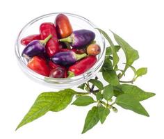 Bright colorful small spicy hot pepper pods photo