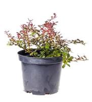 Bush of red-leaved thunberg barberry in container photo