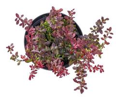 Bush of red-leaved thunberg barberry in container