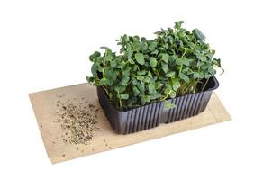 The Microgreens. Growing from seeds at home