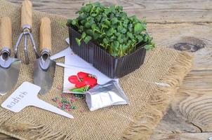 Planting microgreens. Pack with radish seeds. Garden tools for planting plants photo