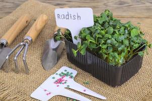 Planting microgreens. Pack with radish seeds. Garden tools for planting plants photo