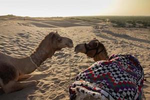 dos camellos enamorados en la duna de arena foto