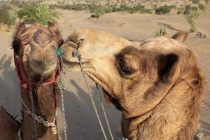 Primer plano de las cabezas de un par de camellos enamorados foto