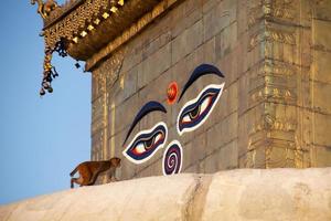 Monkey passes in front of Buddha's eyes. photo