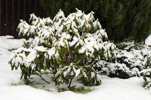 Garden plants, bushes, conifers under the snow in winter