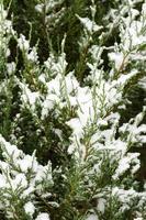 Garden plants, bushes, conifers under the snow in winter photo
