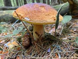 Edible mushroom white boletus grows in forest photo