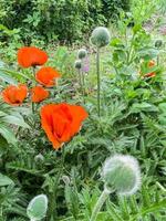 Floral background. Red decorative poppy growing in garden photo