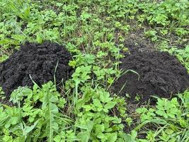 Piles of black earth piled by mole on grass photo