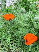 Floral background. Red decorative poppy growing in garden photo