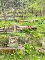 paisaje rural de verano y primavera, diseño. Foto