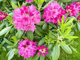 Rhododendron bush blooming with beautiful pink flowers photo