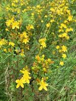 Hypericum perforatum crece en el campo, plantas medicinales. foto