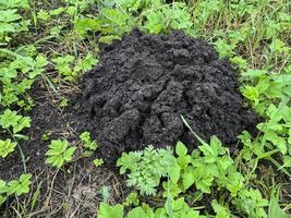 Piles of black earth piled by mole on grass photo