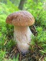 Edible fresh boletus mushroom growing on moss in forest photo