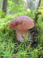 Edible fresh boletus mushroom growing on moss in forest photo