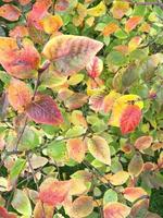 Bush with colorful autumn leaves on green grass