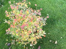 Bush con coloridas hojas de otoño sobre la hierba verde foto