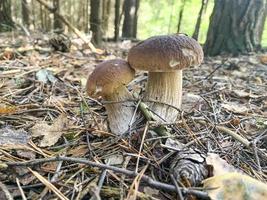 Edible fresh boletus mushroom growing on moss in forest photo