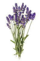 Small bunch of blue lavender flowers. Photo