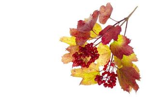 viburnum hojas de otoño de color rojo-amarillo. estudio foto