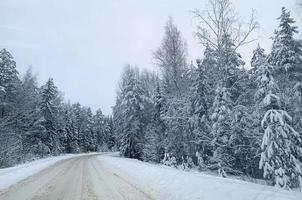 invierno. la primera nieve en ramas de arbustos y árboles. foto