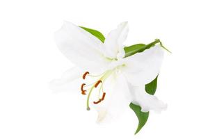 Delicate white lily flower, isolated. Studio Photo