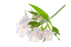 One delicate pink flower isolated on white background. photo