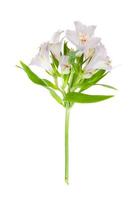 One delicate pink flower isolated on white background. photo