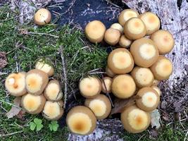 Mushrooms Kuehneromyces mutabilis growing on trees and stumps photo