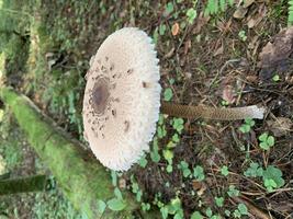 Forest wild edible mushroom Macrolepiota procera grows in forest photo