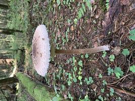 Forest wild edible mushroom Macrolepiota procera grows in forest photo