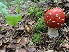 Amanita muscaria roja no comestible crece en el bosque foto