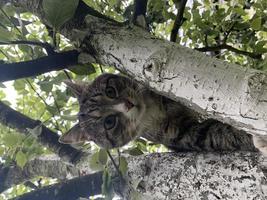 Gray cat sitting on tree. Studio Photo