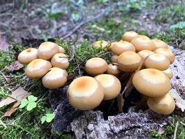 Mushrooms Kuehneromyces mutabilis growing on trees and stumps photo