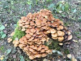 Bunch of forest mushrooms growing on old stumps and trees. Studio Photo