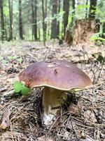 Delicious edible porcini mushrooms boletus growing in forest photo