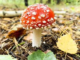 Inedible Amanita muscaria growing in forest. Nature photo