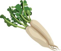 White Radish Vegetable Vector Illustration